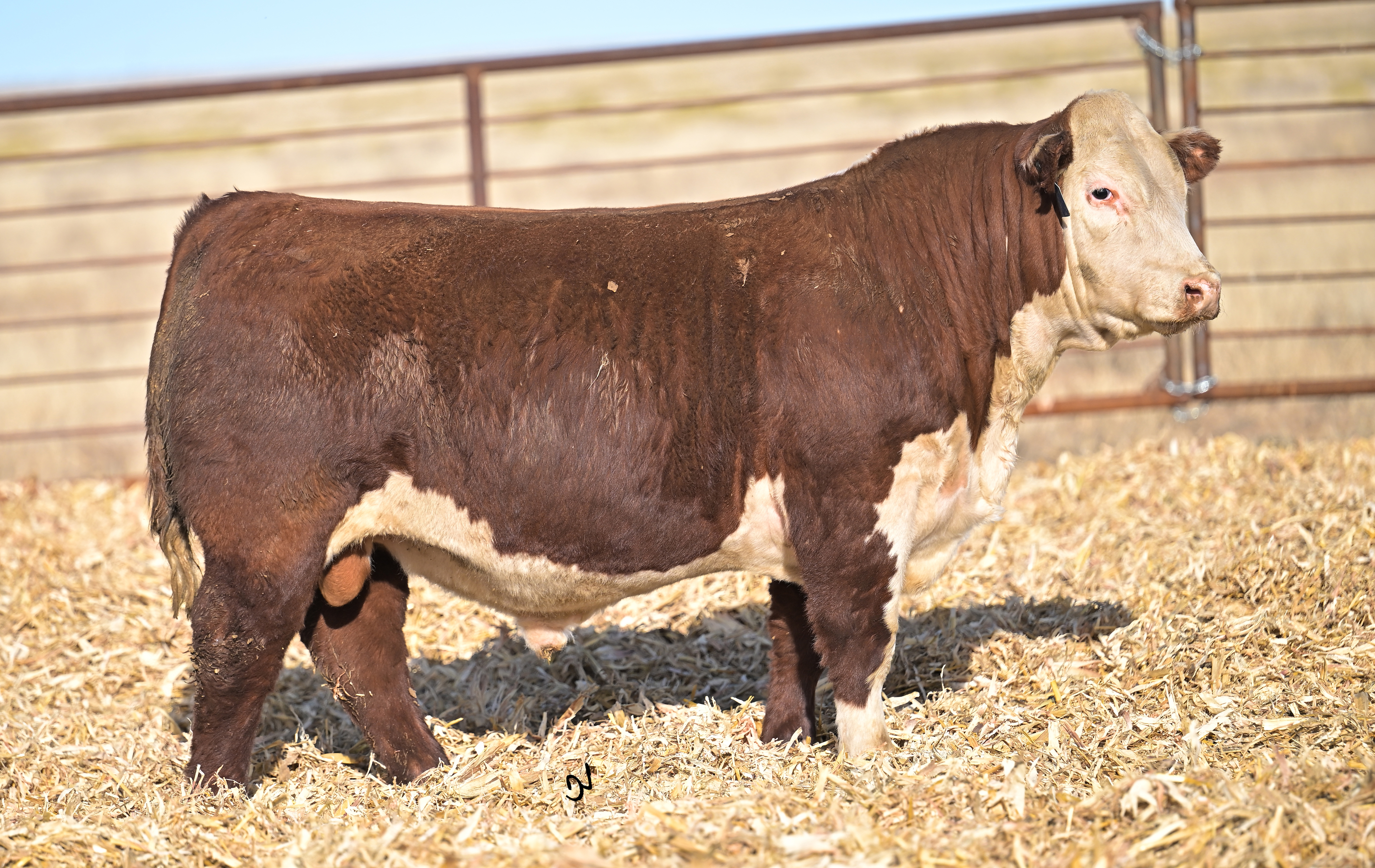PCC 457Y RINESTINE 3390 ET | PEREZCATTLECO