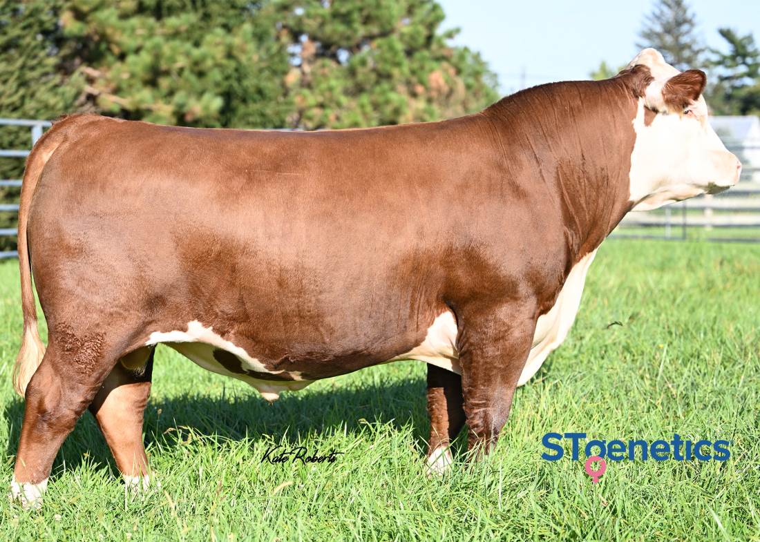 /S MENTOR 22023 ET | STREAMLINE