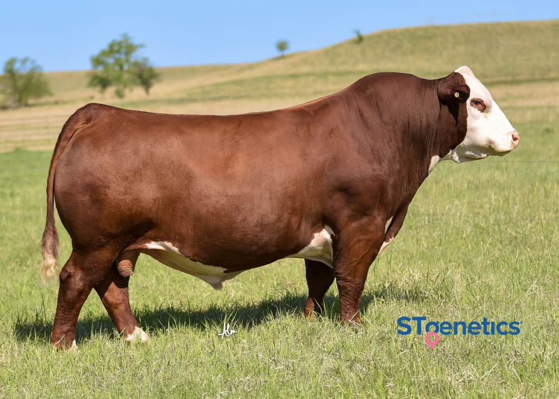 SHF HOUSTON D287 H086 | SHF HOUSTON D287 H086 | STREAMLINE
